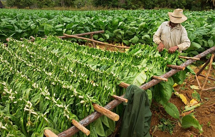 Plantations de tabac 