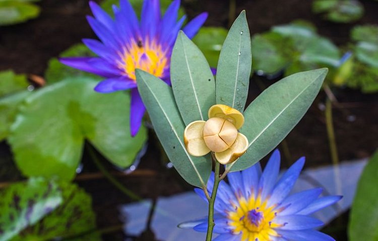 La fleur Romduol, emblème national du Cambodge