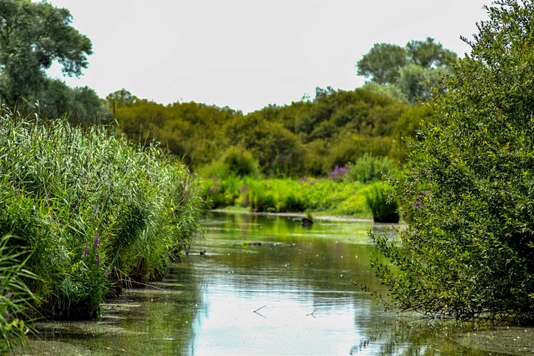 Marais de Brière