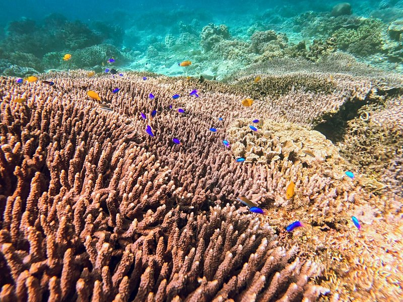 Tubod Marine Sanctuary