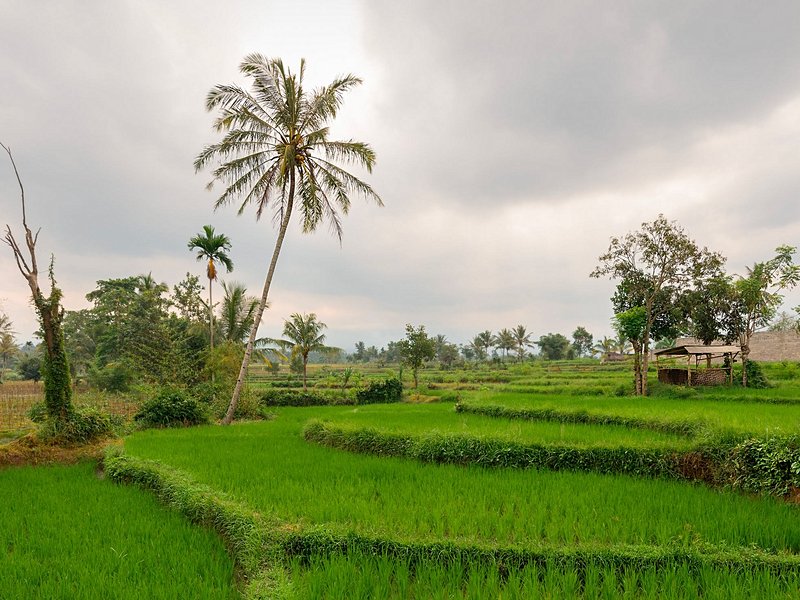 Tetebatu (Lombok)