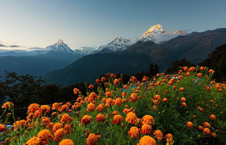 Floraison depuis le mont Tadapani