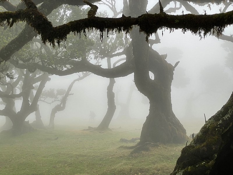 Forêt primaire de Fanal