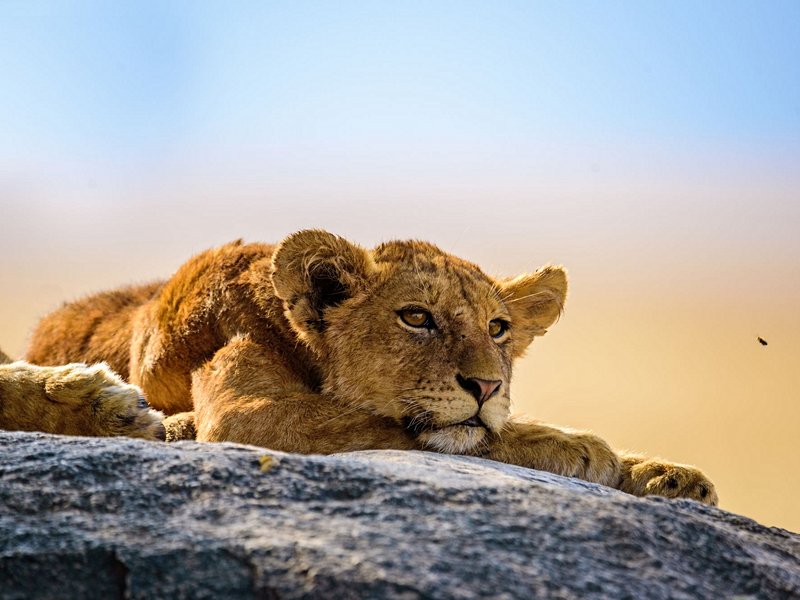 Parc national du Serengeti
