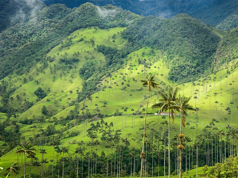 Vallée de la Cocora