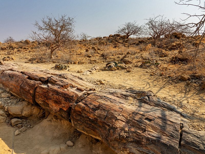 Petrified Forest