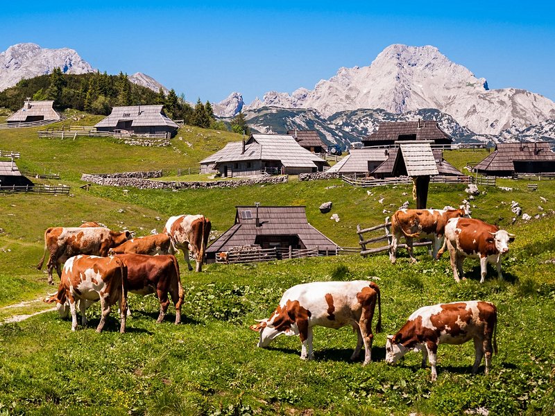 Velika Planina