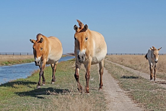 Parc national de Khustain Nuruu