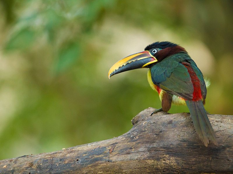 Parc national du Pantanal