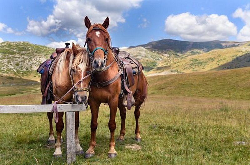 Faire du cheval sur les hauts plateaux des monts Bistra 