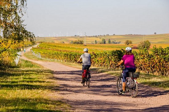 Faire du vélo dans le vignoble