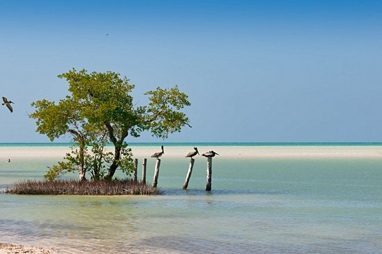 Faire du kayak dans les mangroves