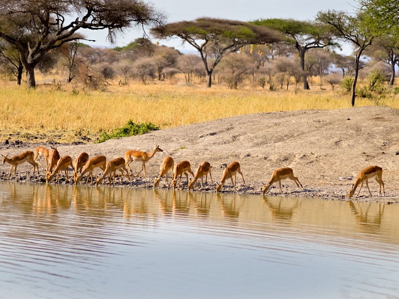 Parc national de Tarangire