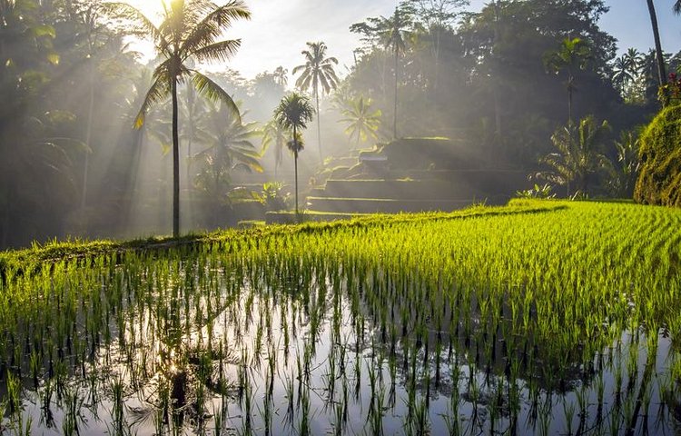 Des rizières à Bali 