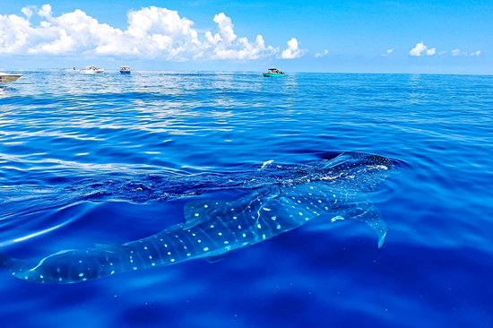 Rencontrer les requins-baleines