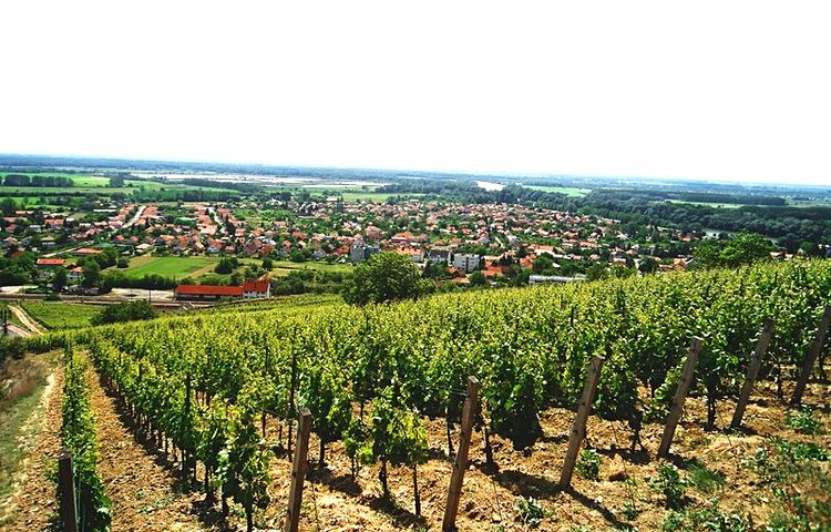 Vignobles de Tokaj
