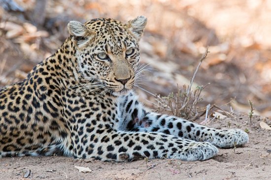 Timbavati Game Reserve