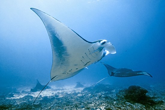 Nusa Penida