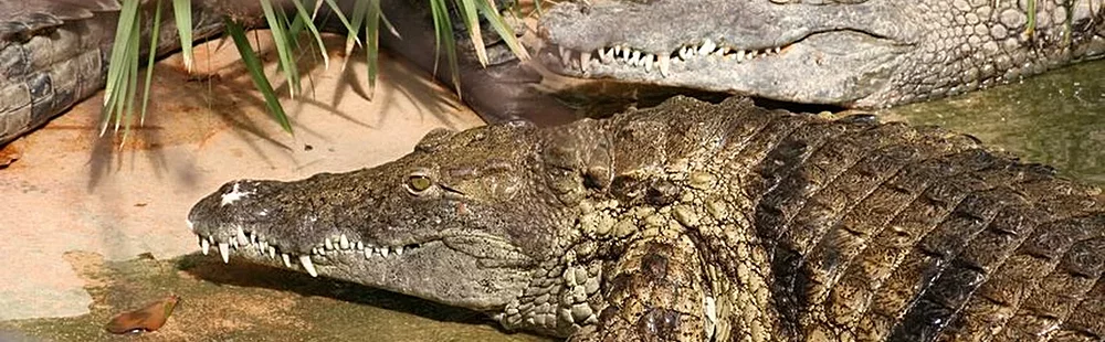 La Ferme aux Crocodiles