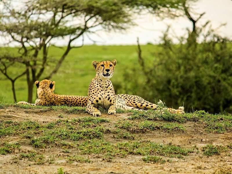 Parc national de Tarangire