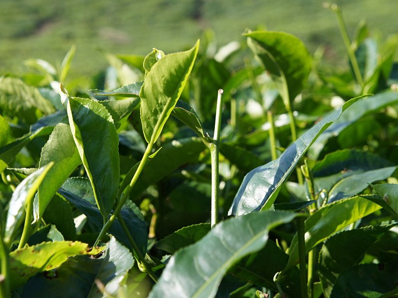 Les Cameron Highlands
