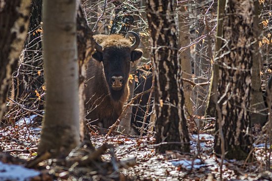 Parc national des Poloniny