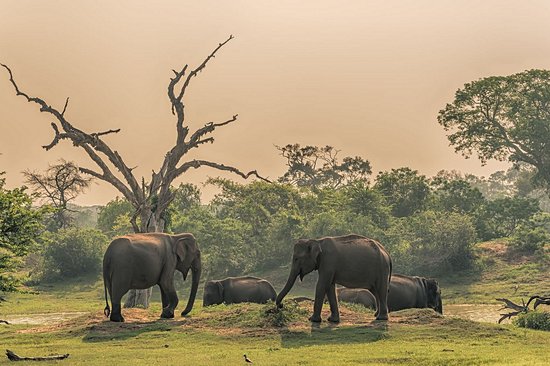 Parc National de Yala