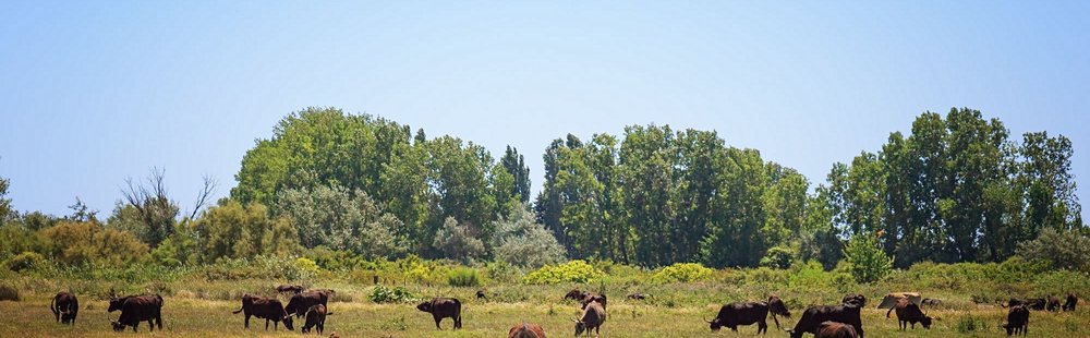 Le Petit Rhône