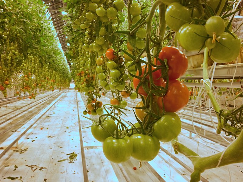 La ferme biologique de Fridheimar