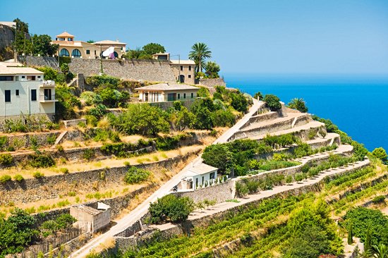 Le vignoble de Banyalbufar