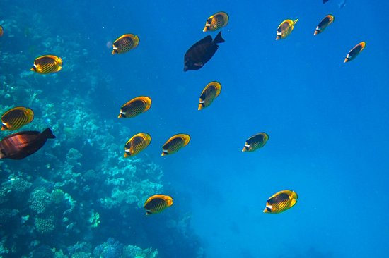 Faire du snorkeling à Siete Pecados