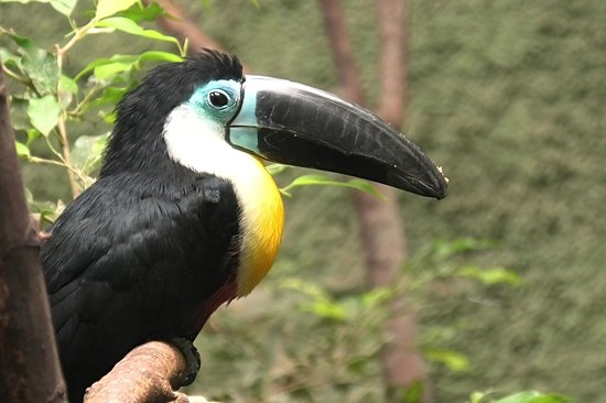 Trinidad