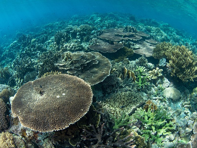 Les îles Banda, Moluques