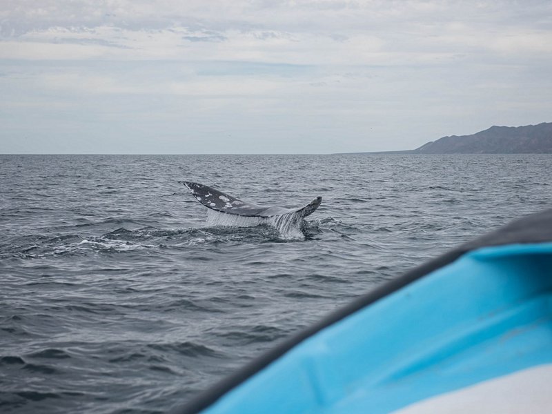 Admirer les baleines grises en bateau