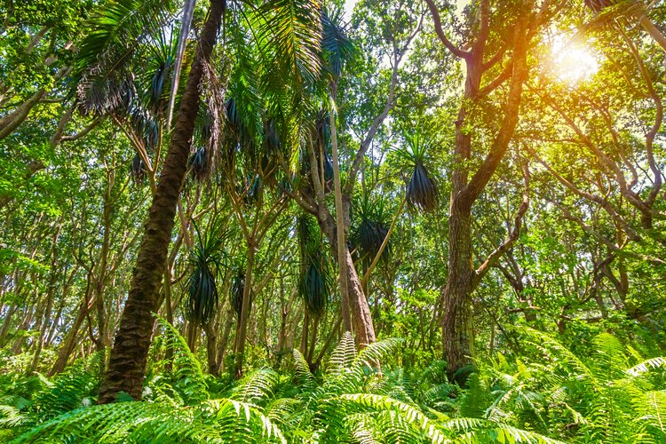 Explorer la forêt de Jozani 2