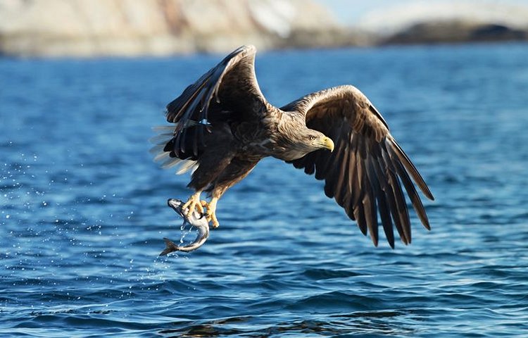 Aigle de mer