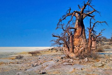 Parc national de Makgadikgadi Pans