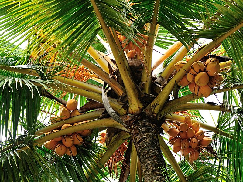 La cocoteraie de Kalkudah