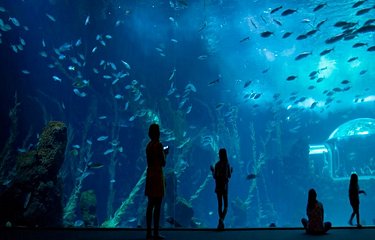 Le spectaculaire aquarium de Las Palmas, un incontournable pour les nombreuses espèces d’animaux marins, mais aussi pour son architecture en forme de vague.