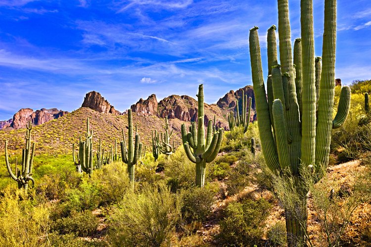 Saguaro, Arizona