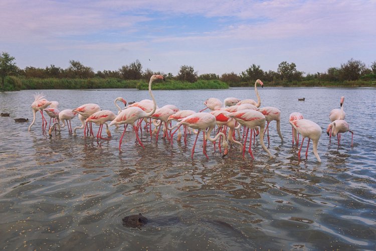 Le parc ornithologique de Pont de Gau