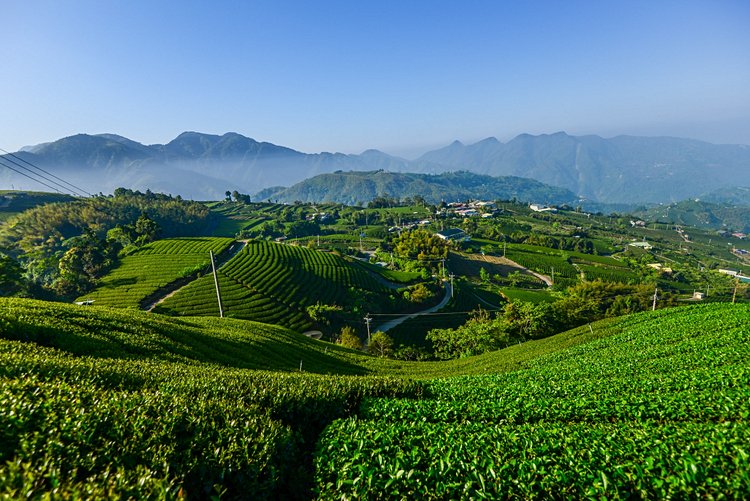 Les montagnes de thé dans le conté de  Chiayi 2