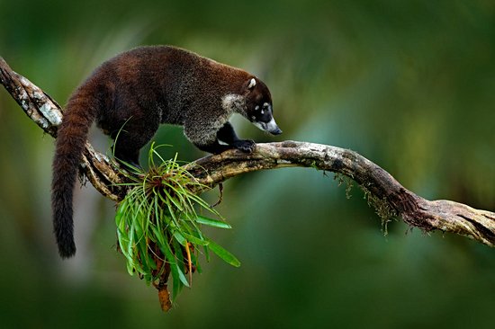 Le Parque Nacional Manuel Antonio