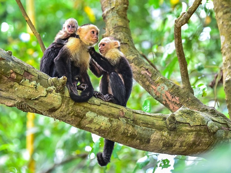 Le Parque Nacional Manuel Antonio