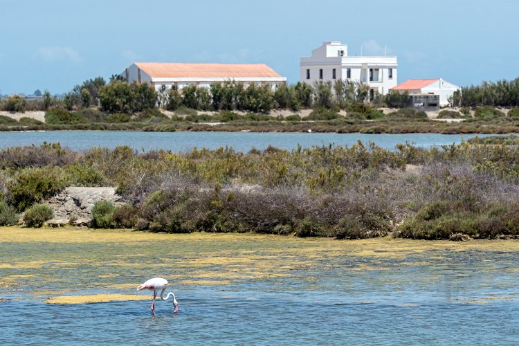 Le delta de l’Ebre 2