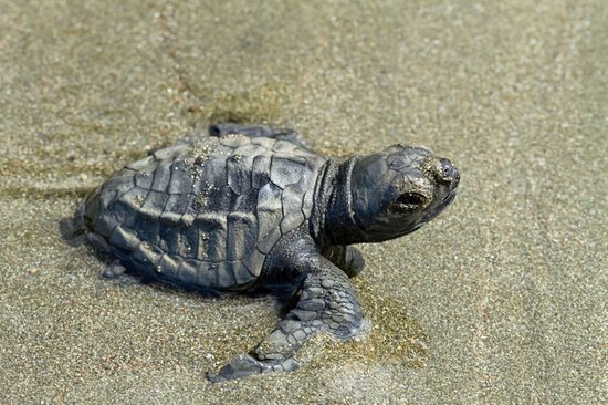 Île de la Tortue