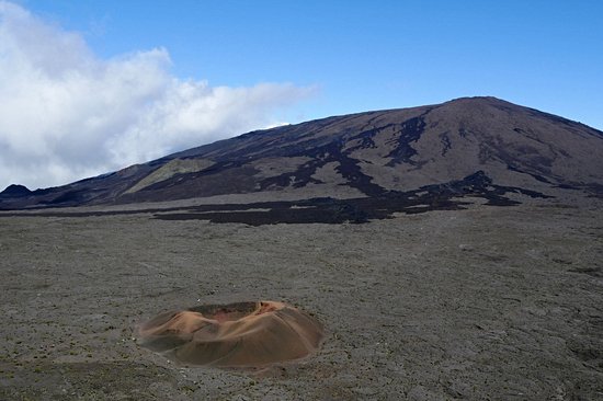 Formica Leo