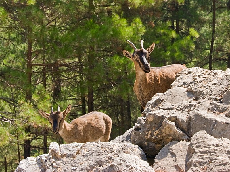 Gorges de Samaria
