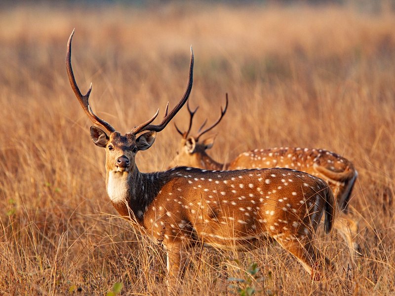 Parc national de Kanha