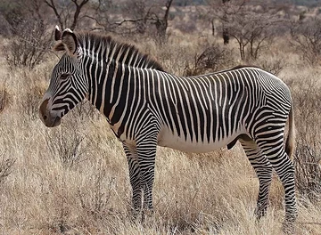 Parc national de Yangudi Rassa
